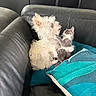 dog, kitten, cat, animal, pets, cuddling, friendship, sofa, couch, leather, blanket, turquoise, gray, white, fluffy, scruffy, sitting, indoors, cozy, cute