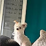 dog, small_dog, white_dog, scruffy_fur, standing, sitting, portrait, pet, canine, floppy_ears, dark_eyes, black_nose, indoors, window, teal_wall, cushion, blanket, home, natural_light, cute