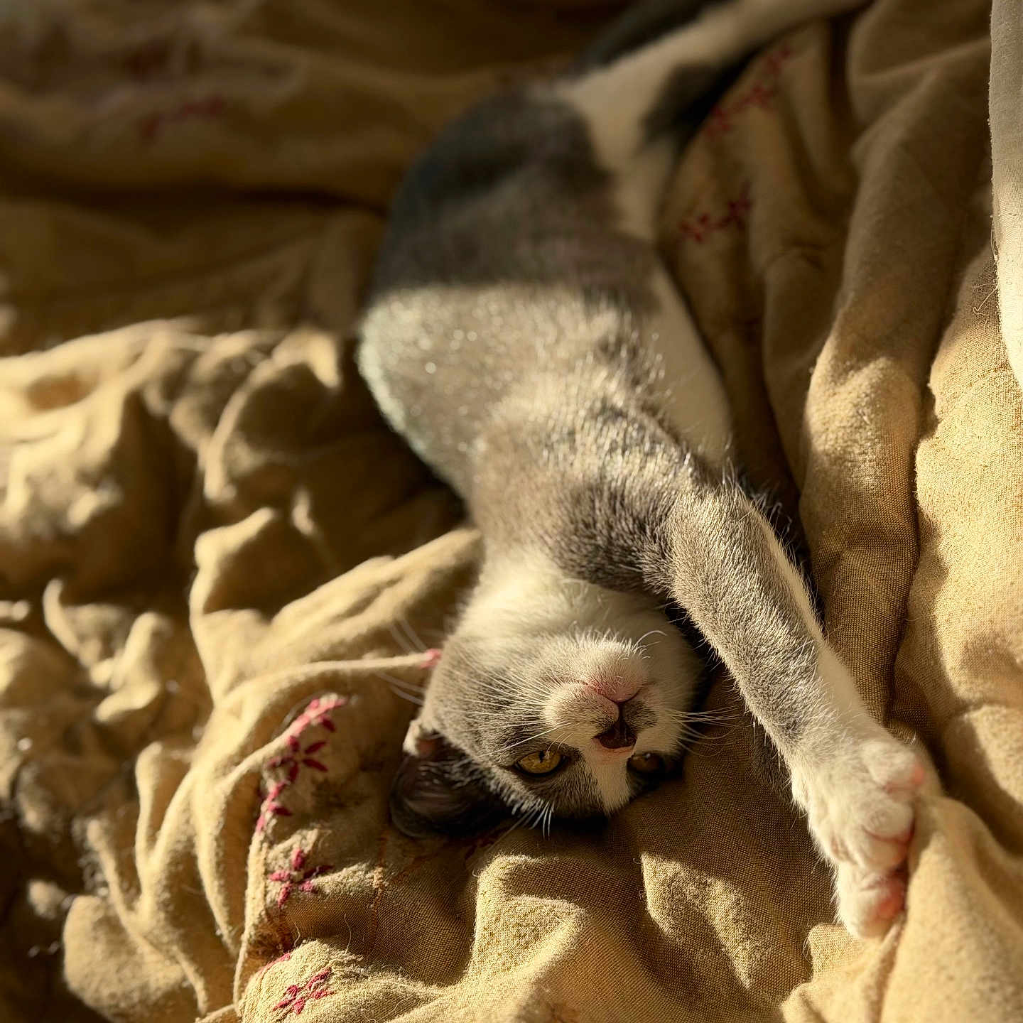 Kio a rejoint le concours — aidez-le/la à gagner de superbes lots ! cat, sleeping, relaxed, upside_down, gray_and_white, pet, animal, paw, whiskers, eyes, nose, fur, blanket, bed, cozy, sunlight, indoors, resting, stretching, portrait