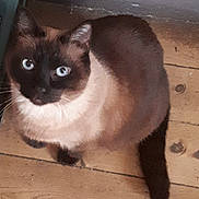 Piwi a rejoint le concours — aidez-le/la à gagner de superbes lots ! blue_eyes, cat, close_up, cozy, curious, domestic_animal, floorboards, fur, indoor, loaf, looking_up, mammal, paw, pet, portrait, siamese_cat, sitting, tail, whiskers, wooden_floor