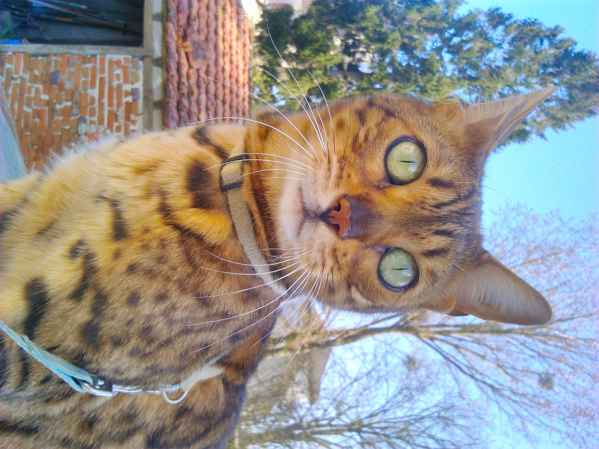 Ibis participe au concours pour gagner de l'argent avec cette photo : carnivore, cat, collar, domestic_short_haired_cat, fawn, felidae, fur, organism, small_to_medium_sized_cats, snout, tabby_cat, terrestrial_animal, vertebrate, whiskers