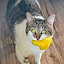 Beans joined the competition — help win amazing prizes! animal, cat, companion, curious, cute, domestic_cat, ears, feline, fur, household, indoor, looking_up, mammal, pet, playful, rubber_chicken, tabby_cat, toy, whiskers, wooden_floor
