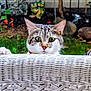 Beans is registered to the contest to win money with this photo: animal, cat, closeup, curious, daylight, ears, eyes, fence, garden, grass, greenery, nature, outdoor, paws, peeking, pets, stones, tabby, whiskers, white_wicker