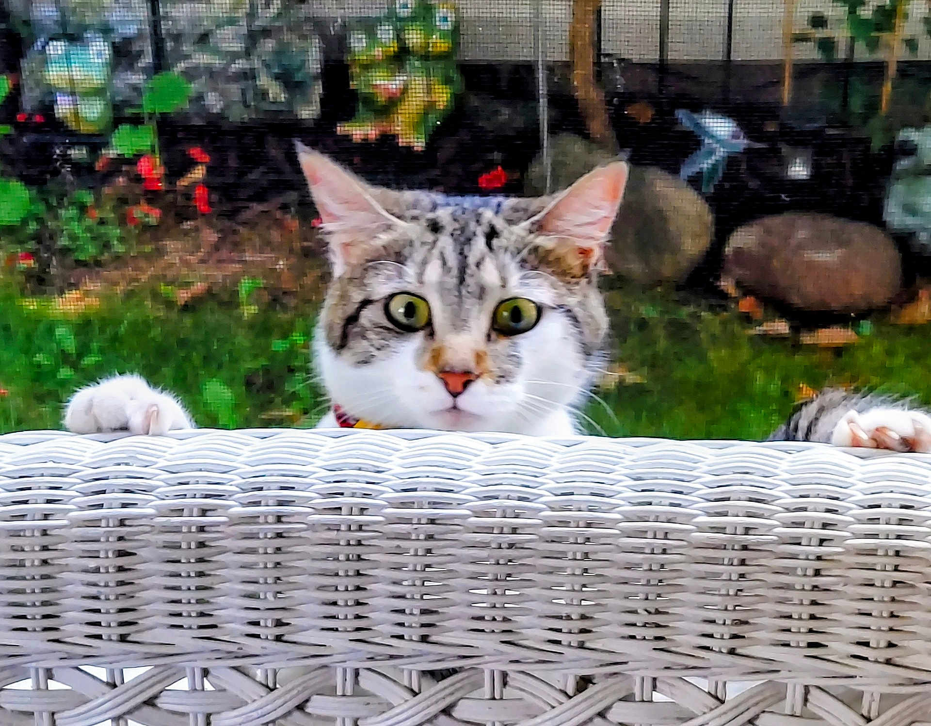 Beans is registered to the contest to win money with this photo: animal, cat, closeup, curious, daylight, ears, eyes, fence, garden, grass, greenery, nature, outdoor, paws, peeking, pets, stones, tabby, whiskers, white_wicker