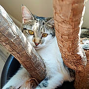 Beans is registered to the contest to win money with this photo: animal, brown, cat, closeup, cozy, curious, feline, fur, indoor, lounge, nature, pet, pot, relaxing, shadow, sunlight, tree_trunk, white, wood, yellow_eyes