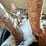 animal, brown, cat, closeup, cozy, curious, feline, fur, indoor, lounge, nature, pet, pot, relaxing, shadow, sunlight, tree_trunk, white, wood, yellow_eyes