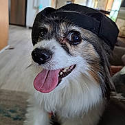 Jade joined the competition — help win amazing prizes! dog, tongue_out, black_cap, fluffy, happy, indoor, pet, close_up, brown_and_white, canine, animal, tongue, fur, domestic_animal, companion, cute, face, sitting, house, smiling