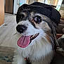 dog, tongue_out, black_cap, fluffy, happy, indoor, pet, close_up, brown_and_white, canine, animal, tongue, fur, domestic_animal, companion, cute, face, sitting, house, smiling