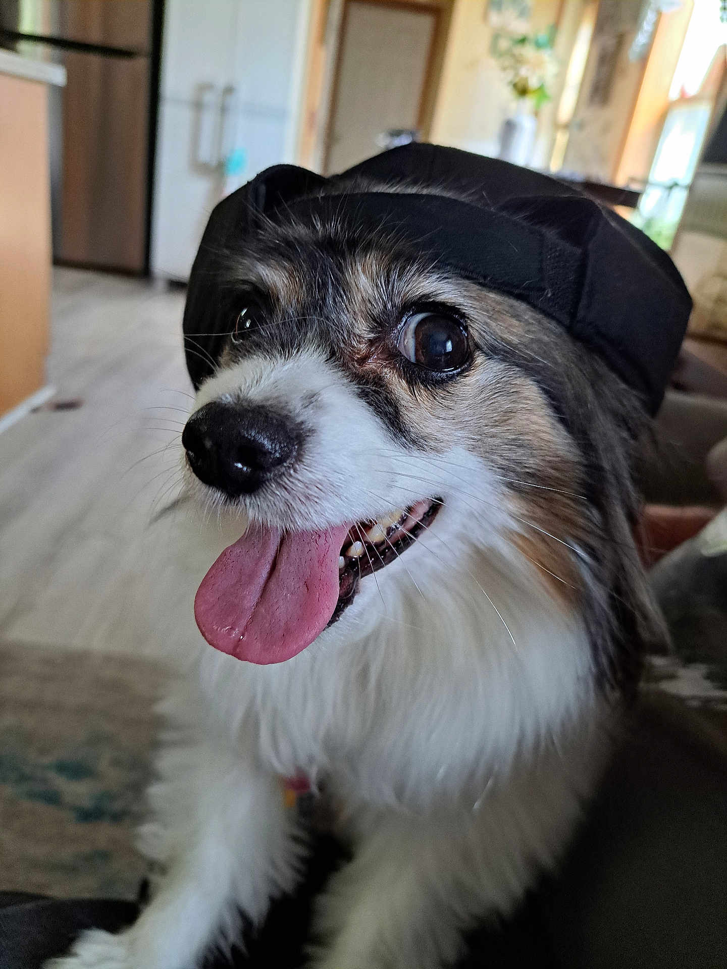 Jade joined the competition — help win amazing prizes! dog, tongue_out, black_cap, fluffy, happy, indoor, pet, close_up, brown_and_white, canine, animal, tongue, fur, domestic_animal, companion, cute, face, sitting, house, smiling