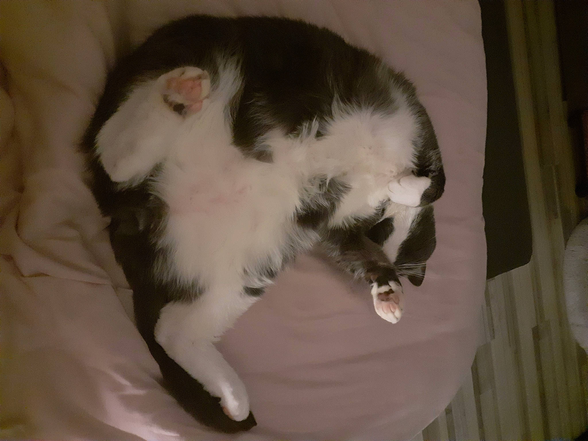 Chaussette a rejoint le concours — aidez-le/la à gagner de superbes lots ! carnivore, cat, claw, comfort, dog_breed, domestic_short_haired_cat, felidae, fur, mammal, paw, small_to_medium_sized_cats, snout, tail, whiskers