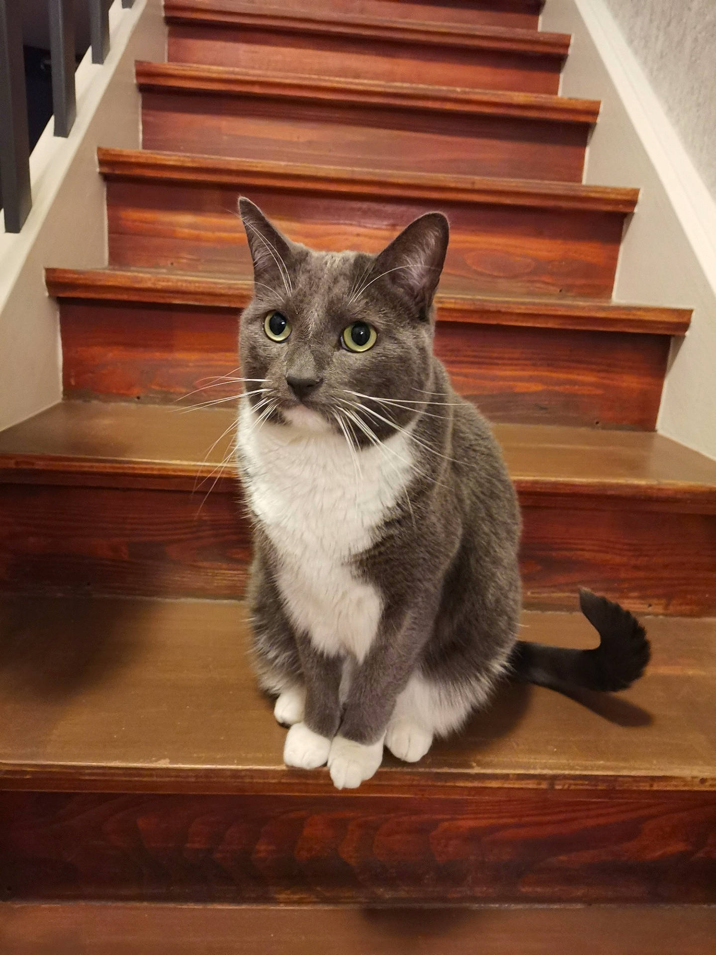 Chaussette a rejoint le concours — aidez-le/la à gagner de superbes lots ! carnivore, cat, cat_supply, domestic_short_haired_cat, fawn, felidae, flooring, fur, grey, hardwood, paw, russian_blue, small_to_medium_sized_cats, snout, stairs, tail, whiskers, wood, wood_flooring, wood_stain