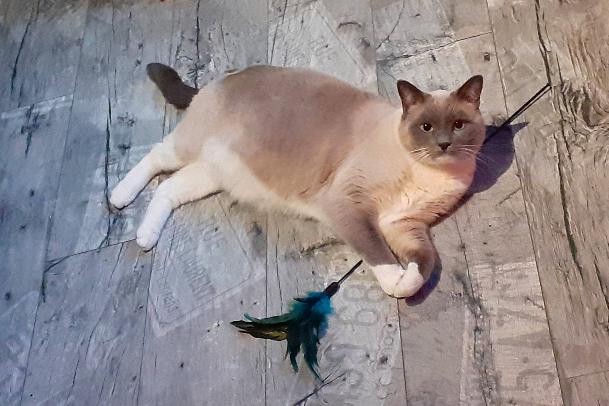 Cookie a rejoint le concours — aidez-le/la à gagner de superbes lots ! bird, carnivore, cat, claw, domestic_short_haired_cat, fawn, felidae, fish, fur, paw, perching_bird, shadow, small_to_medium_sized_cats, snout, tail, terrestrial_animal, thai, whiskers, wildlife, wood