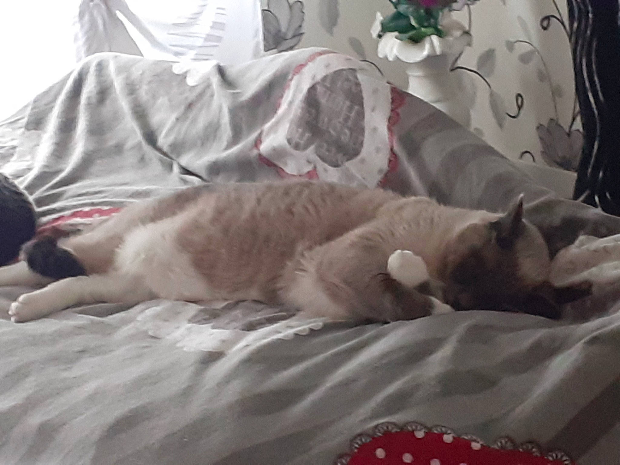 Cookie a rejoint le concours — aidez-le/la à gagner de superbes lots ! bed, bedding, carnivore, cat, comfort, companion_dog, domestic_short_haired_cat, duvet, fawn, felidae, fur, grey, linens, pillow, room, small_to_medium_sized_cats, tail, textile, throw_pillow, whiskers