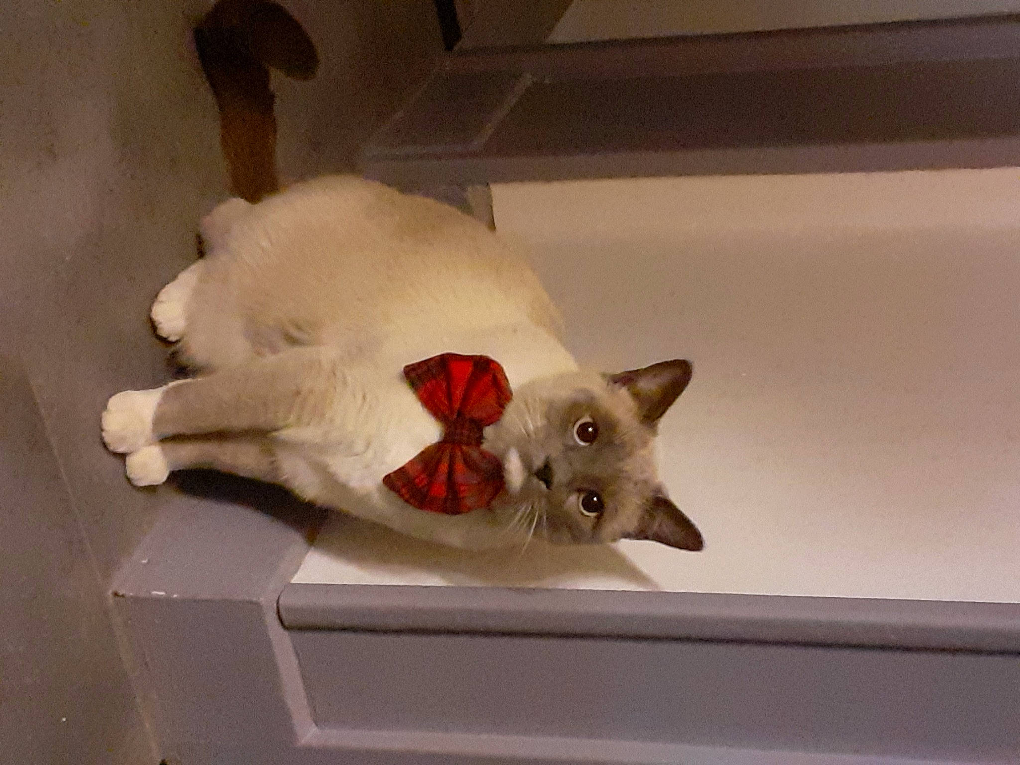 Cookie a rejoint le concours — aidez-le/la à gagner de superbes lots ! art, balinese, canidae, carnivore, cat, clay, comfort, domestic_short_haired_cat, fawn, felidae, fur, paper_product, paw, room, siamese, small_to_medium_sized_cats, snout, tail, whiskers