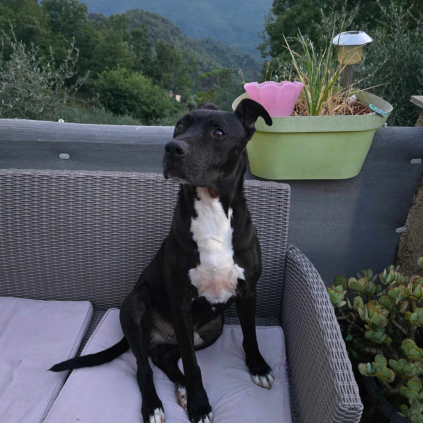 Lyos a rejoint le concours — aidez-le/la à gagner de superbes lots ! black_dog, canine, cushion, dog, ears, eyes, flower_pot, fur, garden, greenery, mountains, nature, nose, outdoor, pet, plant, sitting, tail, white_chest, wicker_chair