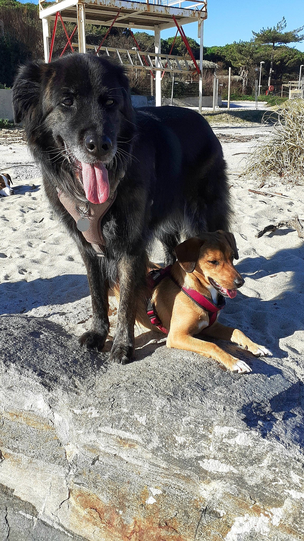 Cléophée Elka a rejoint le concours — aidez-le/la à gagner de superbes lots ! adventure, borador, canidae, carnivore, collar, companion_dog, dog, dog_breed, dog_collar, fun, guard_dog, leash, plant, recreation, sky, snout, sporting_group, tree, working_animal, working_dog