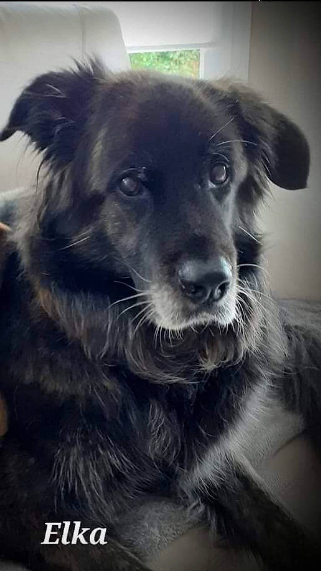 Cléophée Elka participe au concours pour gagner de l'argent avec cette photo : borador, border_collie, canidae, carnivore, companion_dog, dog, dog_breed, eye, fur, head, snout, sporting_group, whiskers, working_animal, working_dog