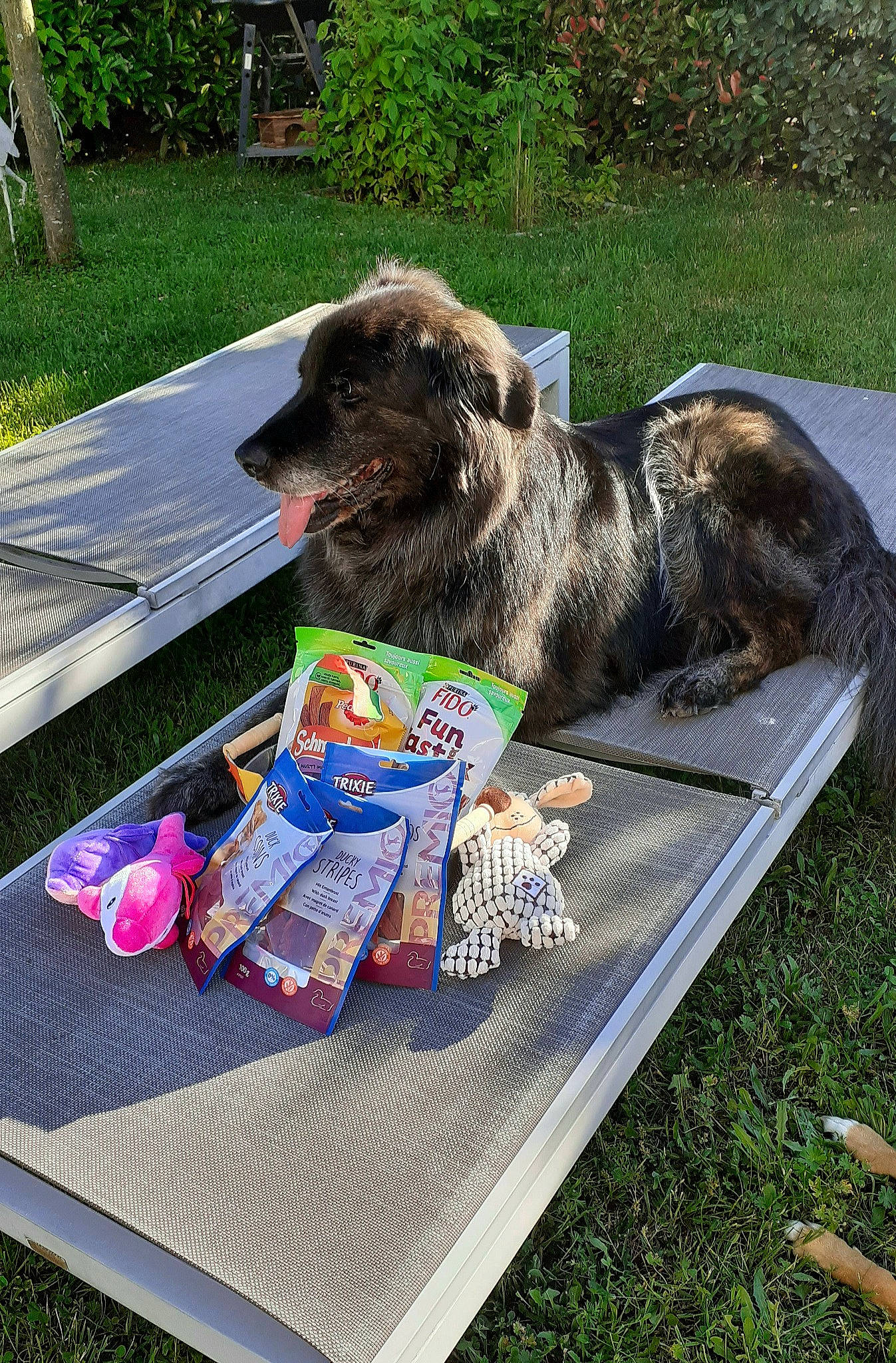 Elka participe au concours pour gagner de l'argent avec cette photo : carnivore, companion_dog, dog, dog_breed, dog_supply, event, garden, grass, groundcover, lawn, linens, outdoor_furniture, outdoor_table, plant, recreation, rectangle, sporting_group, table, tableware, tail