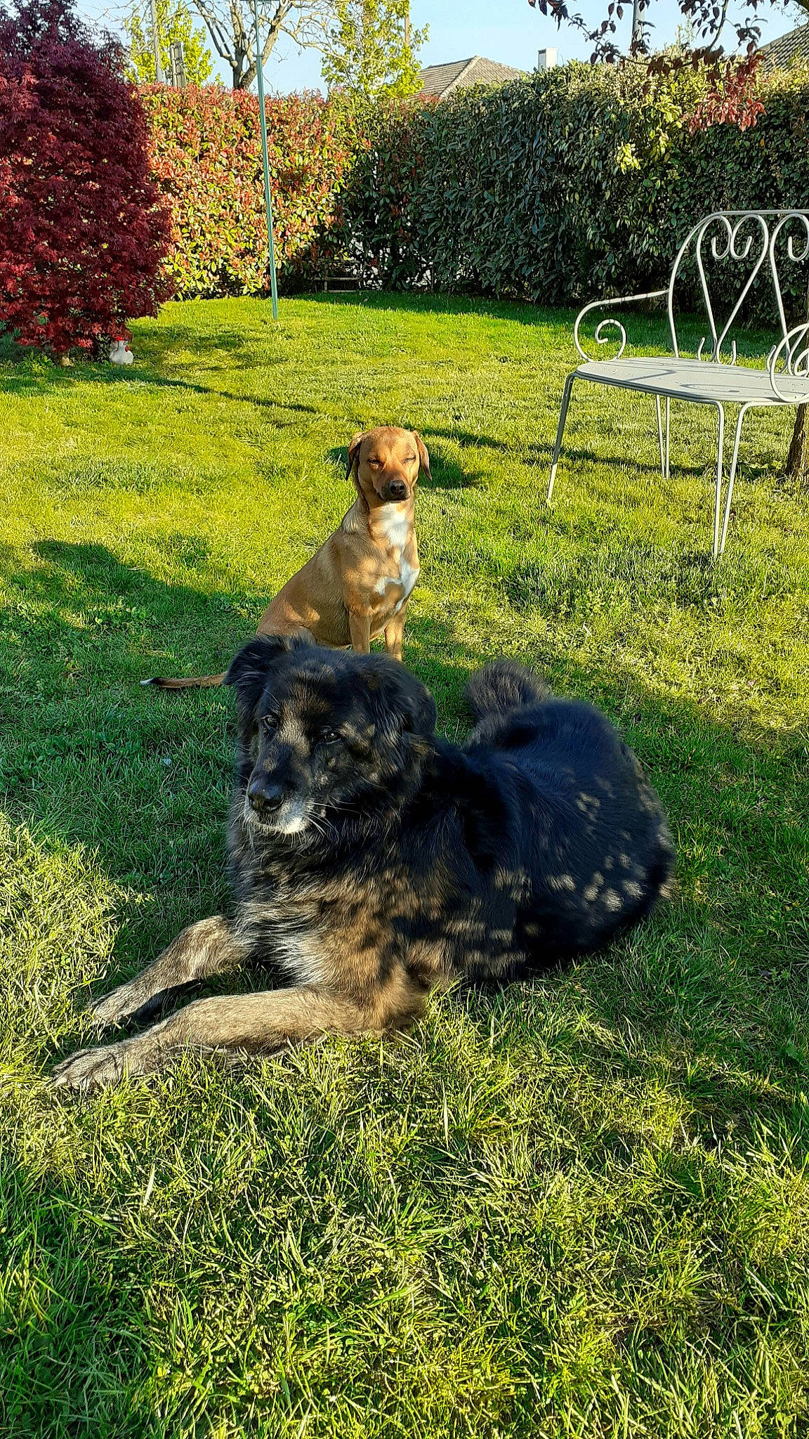 Elka participe au concours pour gagner de l'argent avec cette photo : canidae, carnivore, chair, companion_dog, dog, dog_breed, grass, groundcover, landscape, lawn, leisure, leonberger, outdoor_bench, outdoor_furniture, outdoor_table, plant, recreation, sporting_group, tail, tree