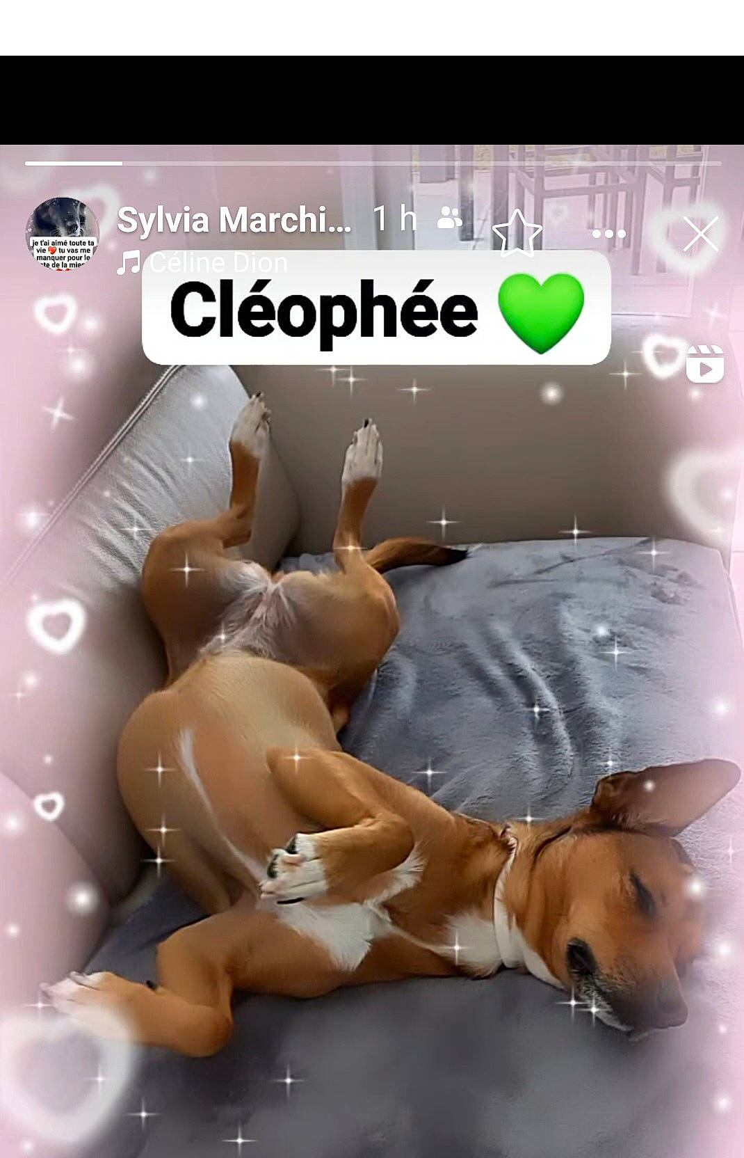 Cléophée a rejoint le concours — aidez-le/la à gagner de superbes lots ! abdomen, advertising, brand, carnivore, companion_dog, dog, fictional_character, font, gesture, happy, human_leg, knee, logo, love, paw, photo_caption, room, screenshot, thigh