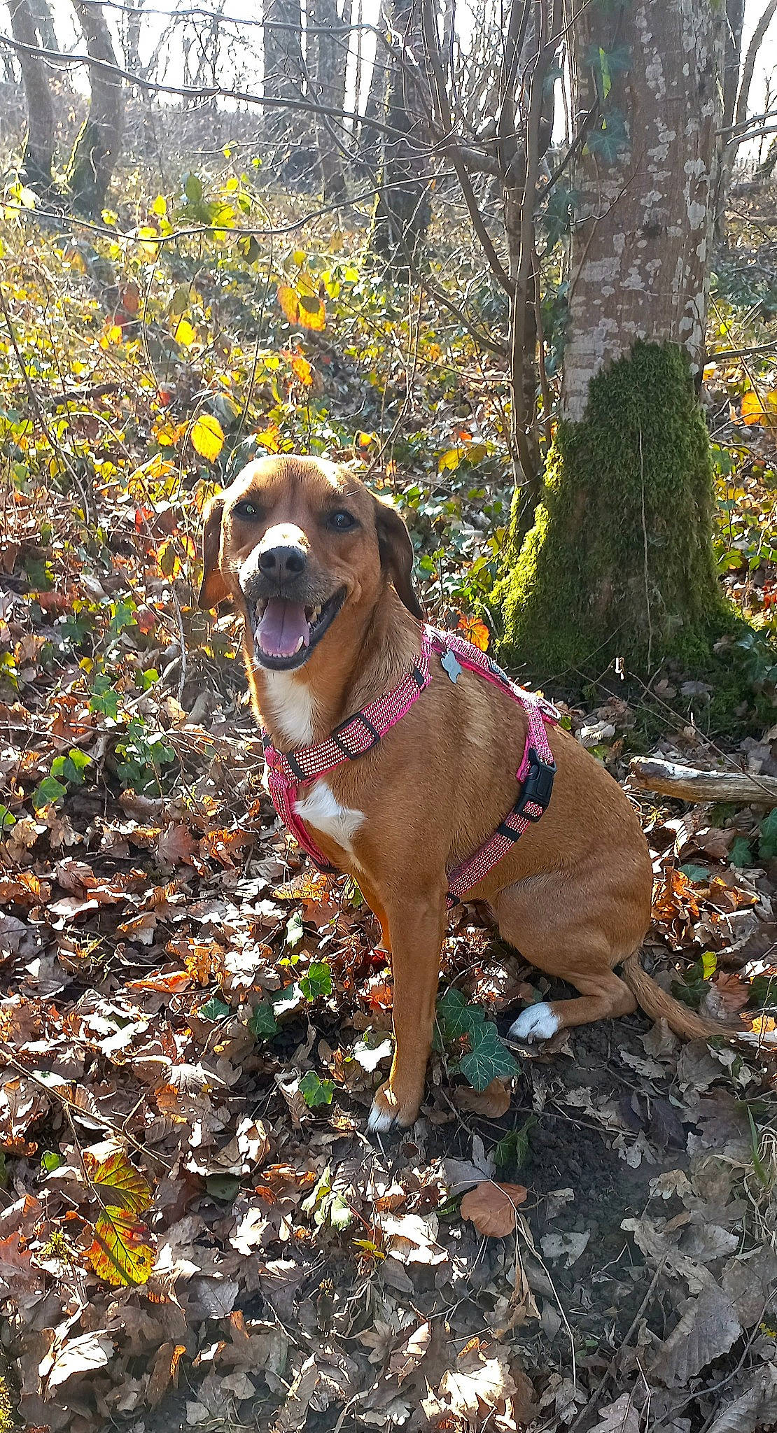 Cléophée participe au concours pour gagner de l'argent avec cette photo : art, autumn, carnivore, collar, companion_dog, dog, dog_breed, dog_collar, dog_supply, fawn, flower, grass, guard_dog, leash, plant, sporting_group, tree, wood, woodland, working_animal