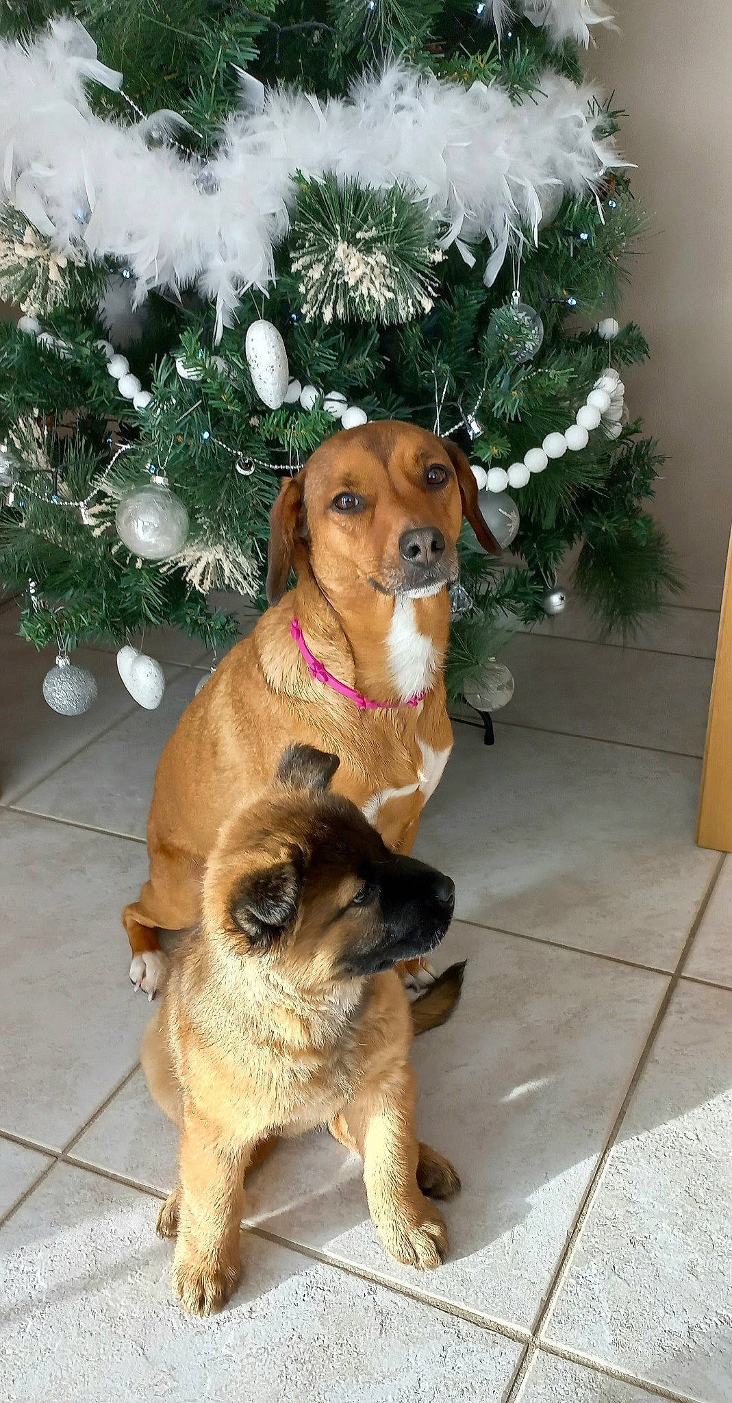 Cléophée a rejoint le concours — aidez-le/la à gagner de superbes lots ! canidae, carnivore, christmas_decoration, christmas_ornament, christmas_tree, collar, companion_dog, dog, dog_breed, dog_collar, event, fawn, fur, holiday, holiday_ornament, pet_supply, plant, snout, tree, whiskers