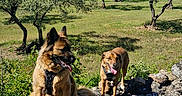 Kalie Et Cléophée participe au concours pour gagner de l'argent avec cette photo : animal, blue_sky, canine, clouds, daylight, dog, forest, grass, happy, leisure, mammal, nature, olive_trees, outdoor, pet, rocks, summer, sunny, tongue_out, tree