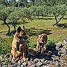 Kalie Et Cléophée participe au concours pour gagner de l'argent avec cette photo : animal, blue_sky, canine, clouds, daylight, dog, forest, grass, happy, leisure, mammal, nature, olive_trees, outdoor, pet, rocks, summer, sunny, tongue_out, tree