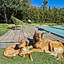 Kalie Et Cléophée a rejoint le concours — aidez-le/la à gagner de superbes lots ! two_dogs, dog, outdoor, grass, wooden_deck, pool_cover, lounge_chair, chair, trees, palm_tree, sunny, sunlight, pet, canine, lying_down, relaxed, companionship, fur, shadow, backyard