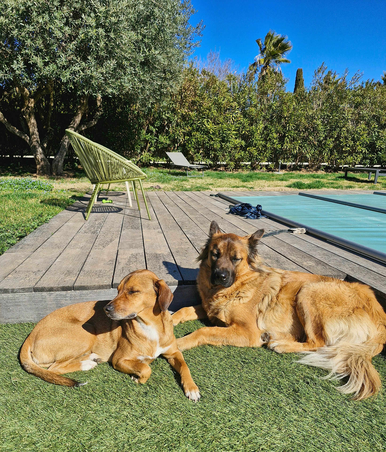 Kalie Et Cléophée a rejoint le concours — aidez-le/la à gagner de superbes lots ! two_dogs, dog, outdoor, grass, wooden_deck, pool_cover, lounge_chair, chair, trees, palm_tree, sunny, sunlight, pet, canine, lying_down, relaxed, companionship, fur, shadow, backyard
