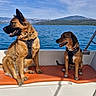 Kalie Et Cléophée participe au concours pour gagner de l'argent avec cette photo : blue_sky, boat, boating, dog, dogs, german_shepherd, harnesses, lake, landscape, mixed_breed, mountains, orange_seat, outdoors, panting, pets, scenic, sitting, sunny, travel, water
