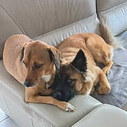 Kalie Et Cléophée participe au concours pour gagner de l'argent avec cette photo : dog, dog_pair, couch, sofa, pet, indoor, brown_dog, lying_down, cuddling, paw, ear, tail, leather_sofa, window, tile_floor, relaxed, companionship, portrait, mixed_breed, home_interior