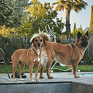 Kalie Et Cléophée a rejoint le concours — aidez-le/la à gagner de superbes lots ! dog, outdoor, deck, poolside, greenery, tree, palm_tree, canine, pets, alert, nature, sunlight, summer, fence, yard, grass, animal, two_dogs, standing, daylight