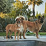 Kalie Et Cléophée a rejoint le concours — aidez-le/la à gagner de superbes lots ! alert, animal, canine, daylight, deck, dog, fence, grass, greenery, nature, outdoor, palm_tree, pets, poolside, standing, summer, sunlight, tree, two_dogs, yard