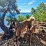 Kalie Et Cléophée participe au concours pour gagner de l'argent avec cette photo : adventure, blue_water, canine, coast, dogs, forest, harnesses, landscape, leashes, nature, ocean, outdoors, pine_trees, rocky_ground, seaside, standing, summer, sunny, three_dogs, travel