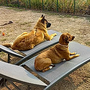 Kalie Et Cléophée a rejoint le concours — aidez-le/la à gagner de superbes lots ! boats, brown_dog, canal, dogs, fence, garden, grass, houses, large_dog, lying_down, marina, outdoor, pets, relaxing, sitting, small_dog, sun loungers, two_dogs, vacation, waterfront