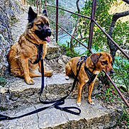 Kalie Et Cléophée a rejoint le concours — aidez-le/la à gagner de superbes lots ! adventure, cliff, dog, dogs, harness, hiking_trail, leash, mountain, nature, outdoors, pair, paws, portrait, railing, rock, scenic, sitting, steps, trees, water