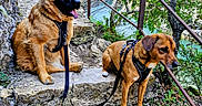 Kalie Et Cléophée a rejoint le concours — aidez-le/la à gagner de superbes lots ! adventure, cliff, dog, dogs, harness, hiking_trail, leash, mountain, nature, outdoors, pair, paws, portrait, railing, rock, scenic, sitting, steps, trees, water