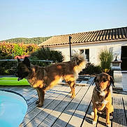 Kalie Et Cléophée a rejoint le concours — aidez-le/la à gagner de superbes lots ! animal, backyard, canine, daytime, deck, dog, dogs, fence, house, leaf, nature, outdoor, pet, plants, pool, shadow, sky, summer, sunlight, wood