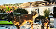 Kalie Et Cléophée a rejoint le concours — aidez-le/la à gagner de superbes lots ! animal, backyard, canine, daytime, deck, dog, dogs, fence, house, leaf, nature, outdoor, pet, plants, pool, shadow, sky, summer, sunlight, wood