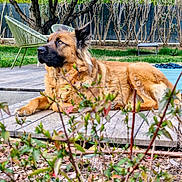 Kalie a rejoint le concours — aidez-le/la à gagner de superbes lots ! brown_fur, bush, canine, chair, dog, ears, fence, garden, grass, leaves, lying_down, muzzle, outdoor, pet, plants, portrait, relaxed, tree, trunk, wooden_deck