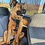 Kalie participe au concours pour gagner de l'argent avec cette photo : accessories, animal, belt, canine, car, car_interior, carseat, cushion, dog, germanshepherd, goldenretriever, harness, headrest, homedecor, pet, policedog, puppy, strap, transportation, vehicle