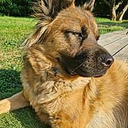 Kalie participe au concours pour gagner de l'argent avec cette photo : animal, calm, canine, closeup, daylight, dog, ears, fur, grass, lawn, mammal, nature, outdoor, pet, portrait, relaxing, side_view, sunlight, trees, wooden_deck