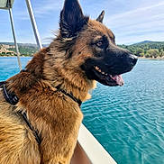 Kalie a rejoint le concours — aidez-le/la à gagner de superbes lots ! belgian_malinois, black_mask, blue_sky, boat, brown_fur, dog, fluffy, harness, hills, lake, landscape, long_hair, open_mouth, outdoor, pointed_ears, portrait, scenic, tongue, travel, water