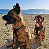 Kalie participe au concours pour gagner de l'argent avec cette photo : animal, beach, companions, dog, dogs, happy, harness, leash, ocean, outdoor, paw, pet, portrait, sand, shore, sitting, smile, sunny, tongue_out, water