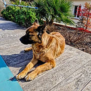 Kalie a rejoint le concours — aidez-le/la à gagner de superbes lots ! canine, dog, ears, front_yard, fur, garden, house, lounging, muzzle, nose, outdoor, palm_plant, paws, pet, relaxed, roof_tiles, shadow, shrubbery, sunny, wooden_deck