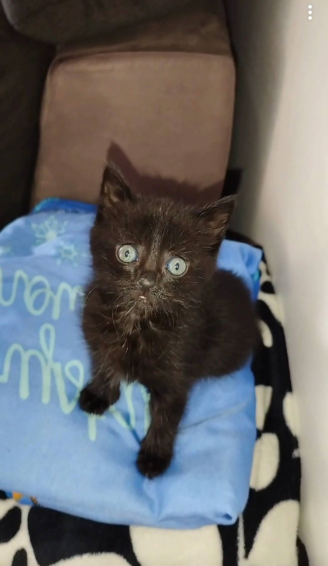 Louna participe au concours pour gagner de l'argent avec cette photo : black_cat, carnivore, cat, cat_supply, claw, comfort, domestic_short_haired_cat, electric_blue, eye, felidae, fur, mammal, paw, sitting, small_to_medium_sized_cats, tail, vertebrate, whiskers