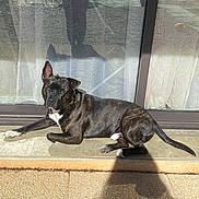 Taïson participe au concours pour gagner de l'argent avec cette photo : dog, brindle, patio, sunlight, reflection, glass_door, shadow, person_reflection, outdoor, relaxed, pet, animal, daylight, curious, stone_floor, curtains, metal_chair, car, gravel, leisure