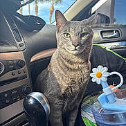 Damien is registered to the contest to win money with this photo: cat, gray_cat, car_interior, gear_shift, dashboard, sunlight, window, palm_trees, flower_accessory, seat, reflection, animal, pet, domestic_cat, green_eyes, feline, looking_at_camera, indoor, daytime, close_up