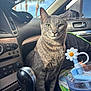 cat, gray_cat, car_interior, gear_shift, dashboard, sunlight, window, palm_trees, flower_accessory, seat, reflection, animal, pet, domestic_cat, green_eyes, feline, looking_at_camera, indoor, daytime, close_up